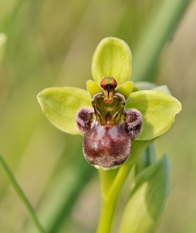 Orchidee del Chianti 2009